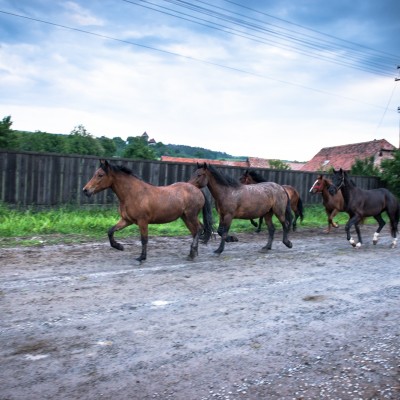 Isaac_Shaoul_Romania_Biertan_6A_May_25_2018-222-35